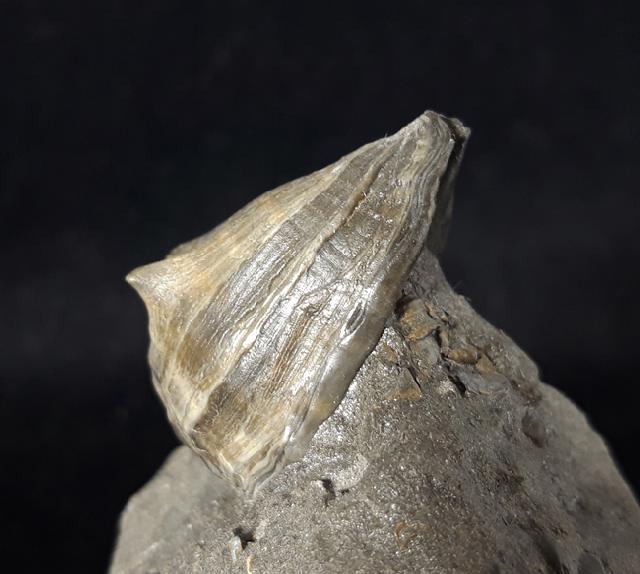 Athleta ficulina rarispina (LAMARCK 1811) - Bild © FossNet FossilienStore
